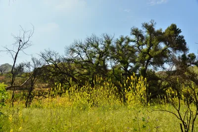 DSC_6382 (Large).JPG